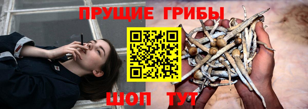 Клинцы  Галлюциногенные грибы Cubensis  Вход с VPN 